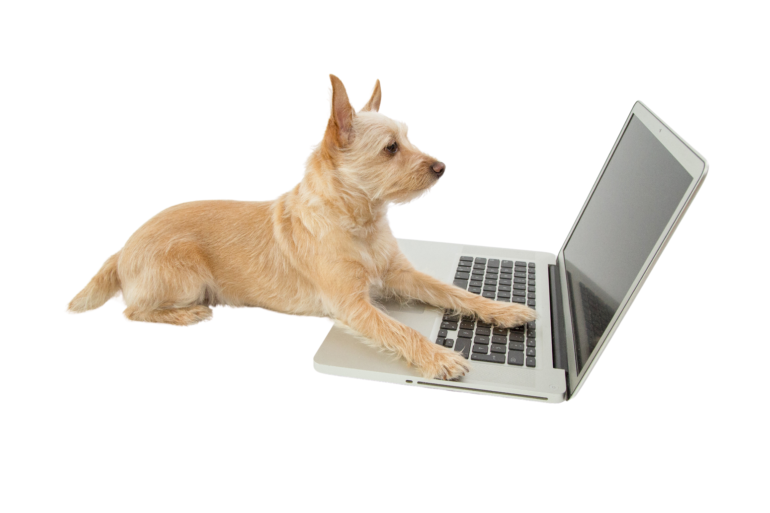 a dog sitting in front of a laptop computer